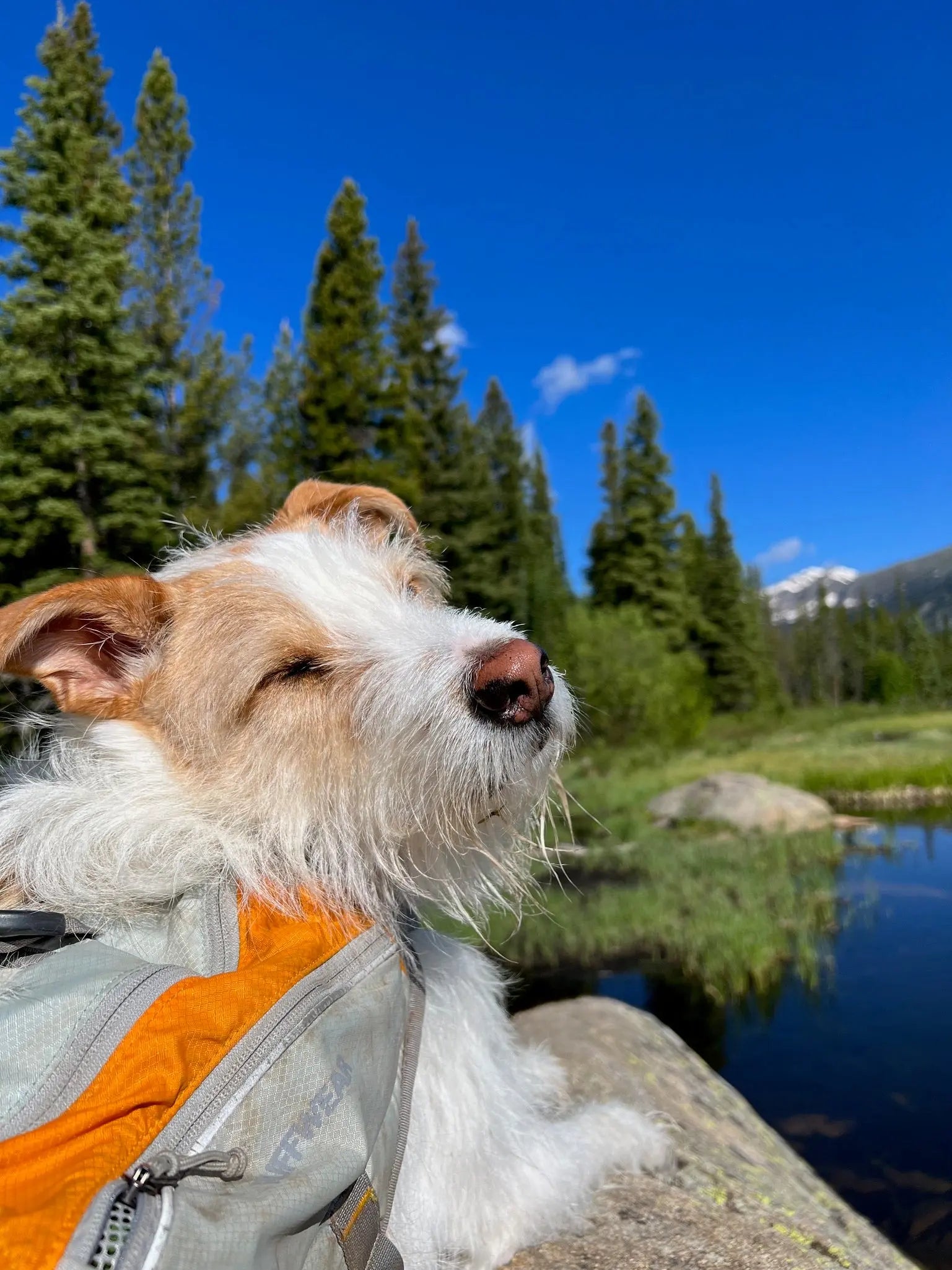 Dog The Outside Society