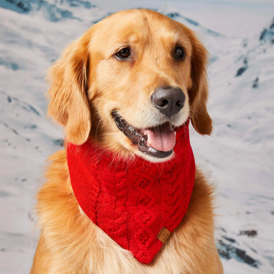 Red Cable Knit Dog Bandana The Foggy Dog