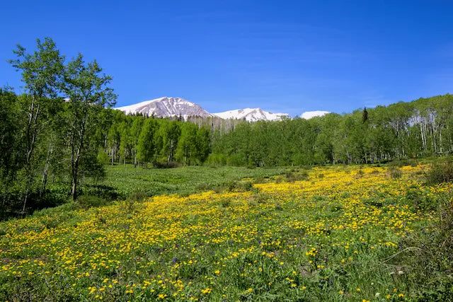 Spring into Action hiking landscape with a green meadow of yellow wildflowers, forest, and snow-capped mountain peaks