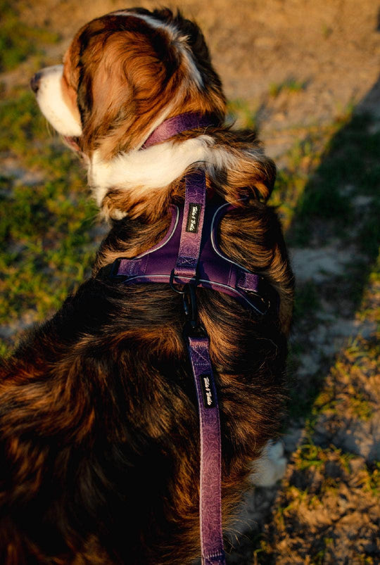 Double Handle Elderberry Trail Leash