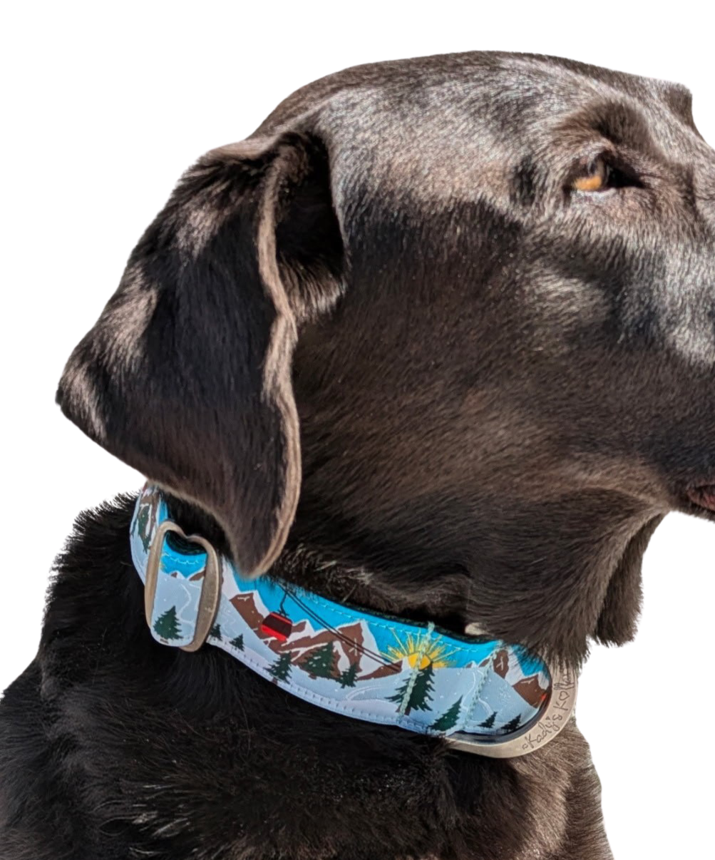 Kady's Kollars First Tracks Dog Collar - M/L