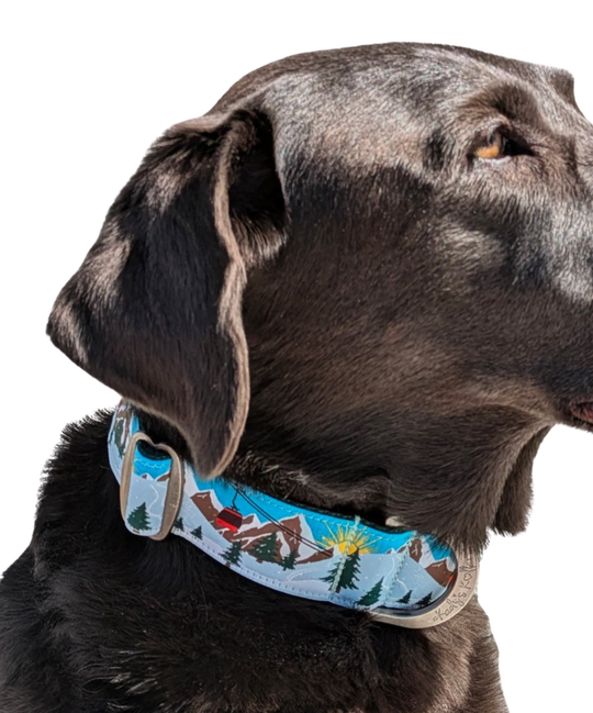 Kady's Kollars First Tracks Dog Collar - M/L