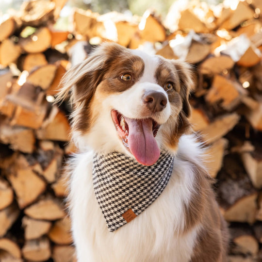The Foggy Dog Houndstooth Flannel Fall Dog Bandana The Foggy Dog